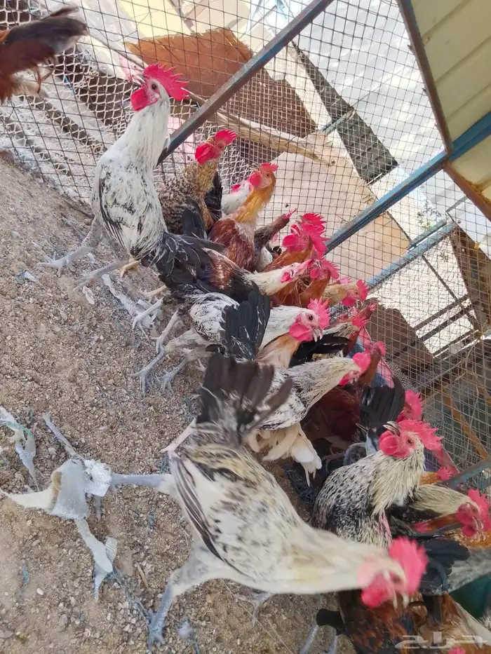 ديوك بلدي للبيع عمر 6 شهور العدد 80 1