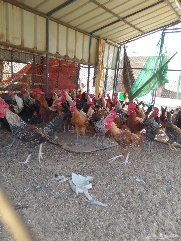 ديوك بلدي للبيع عمر 6 شهور العدد 80 7