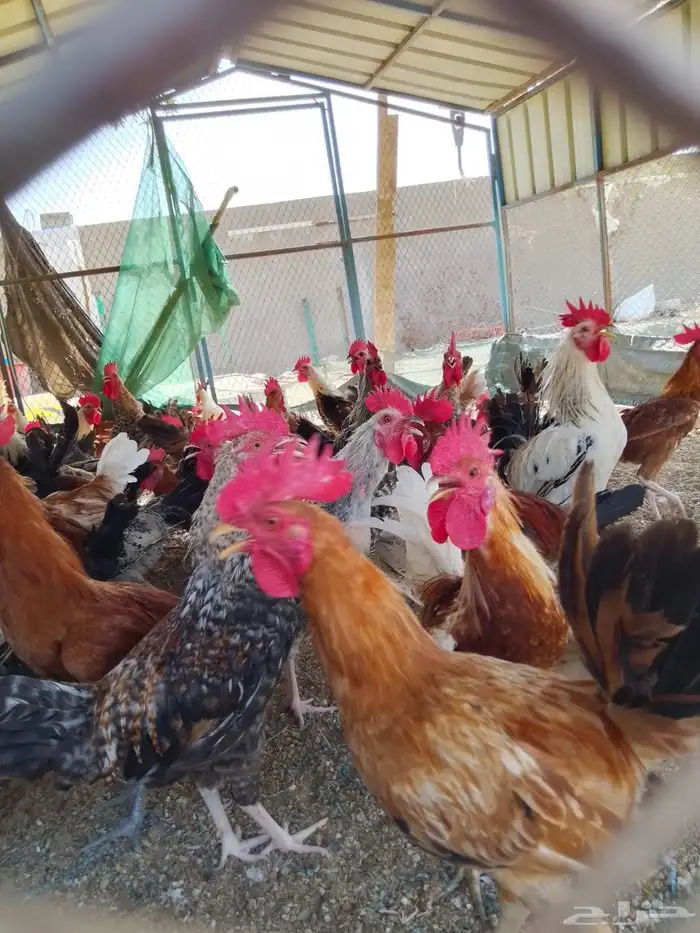 ديوك بلدي للبيع عمر 6 شهور العدد 80 8