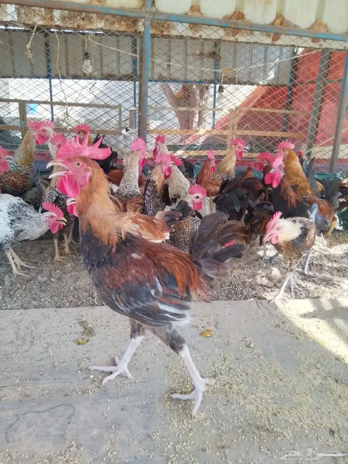 ديوك بلدي للبيع عمر 6 شهور العدد 80 6