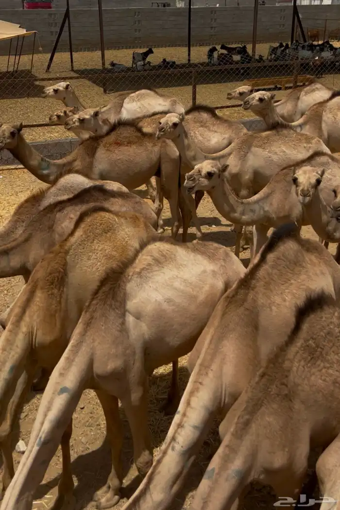 قعدان مستورده 2950 شامل التوصيل 2