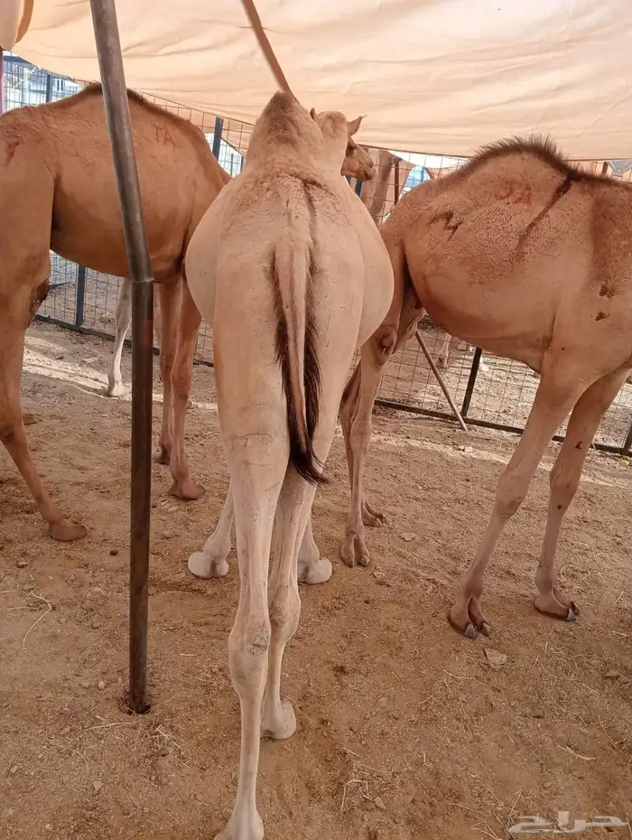 ذبايح للجمله من 480 ريال 5