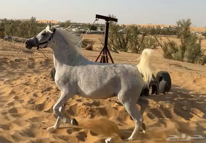 ايواء مربط المميز 4