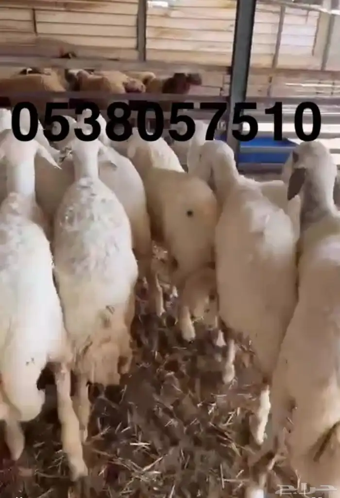 نعيمي جبر ووسط وحري جبر ووسط 17