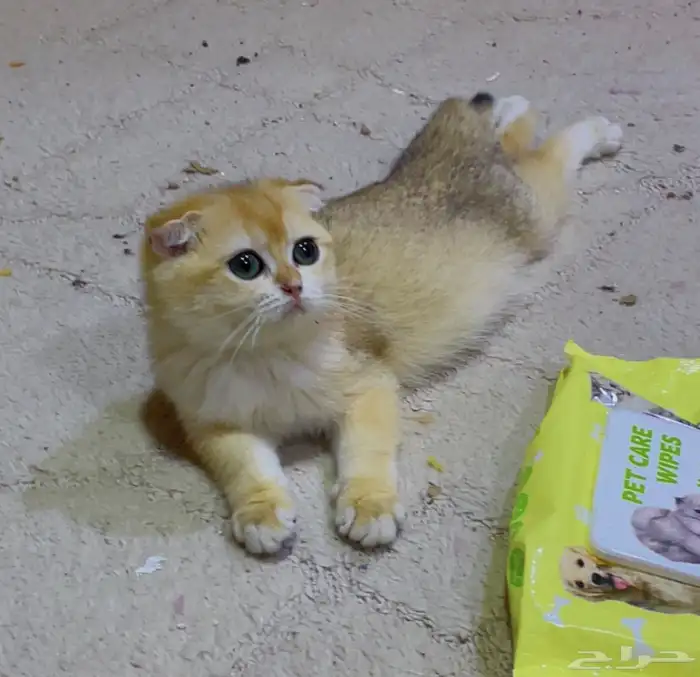 للبيع انثى سكوتش دبل فولد ny12 0