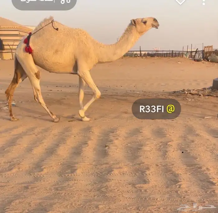 ابل منوت الي بيظرب 2