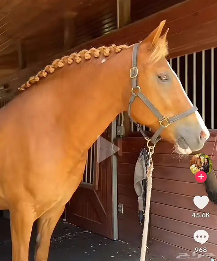تسريح شعر خيل 3