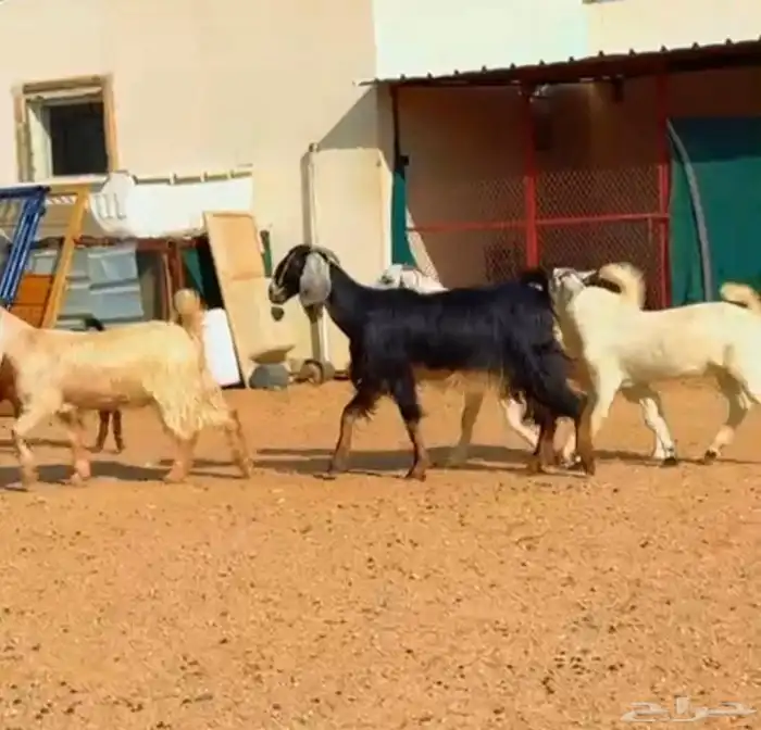 معزا مشكله 4