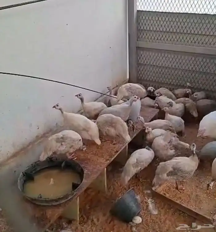 دجاج حبشي البيع 1
