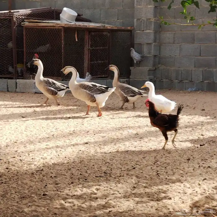 طقم وز عراقي العمر سنتين 0
