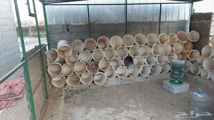 للبيع سطول بويه 0