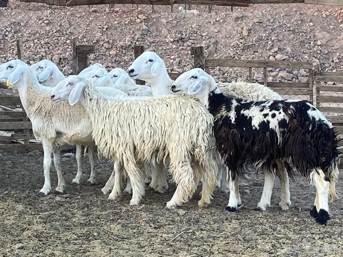 ضان حريات 12