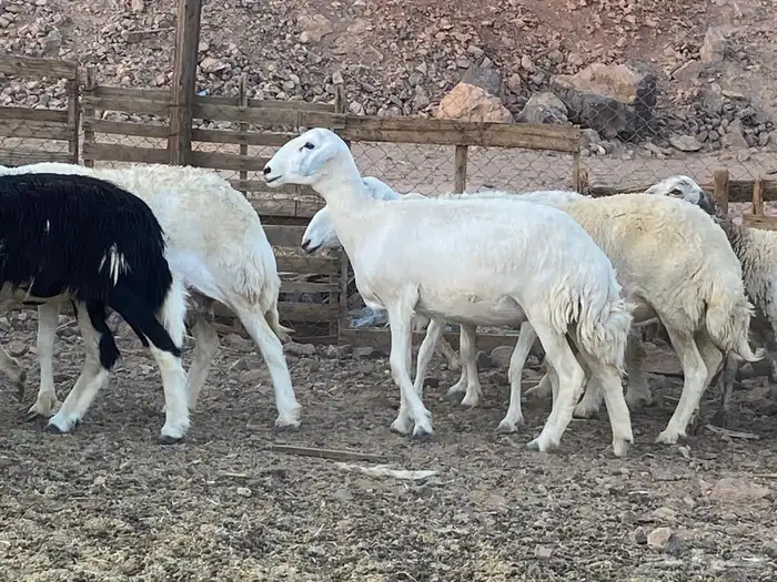 ضان حريات 28