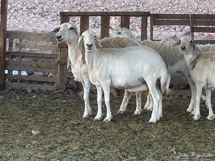 ضان حريات 13