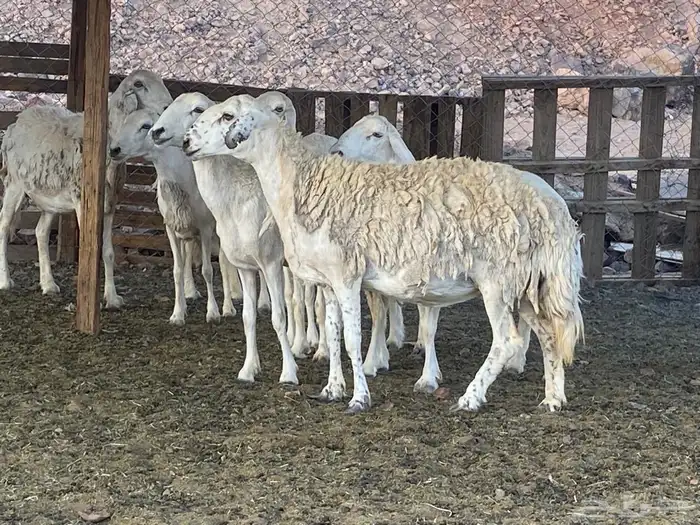 ضان حريات 17