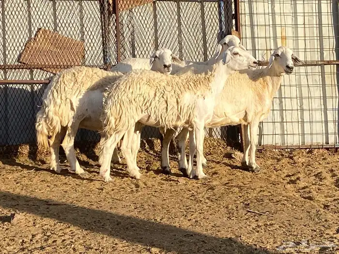 ضان حريات 21