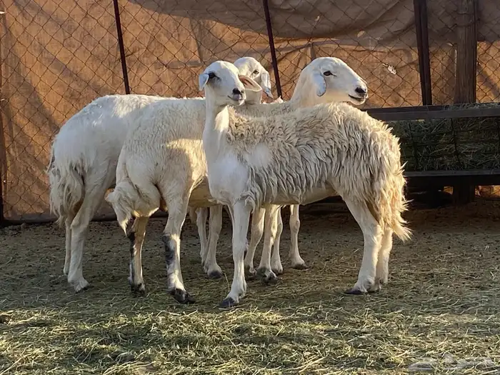 ضان حريات 23