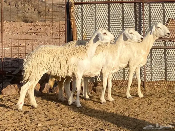 ضان حريات 26