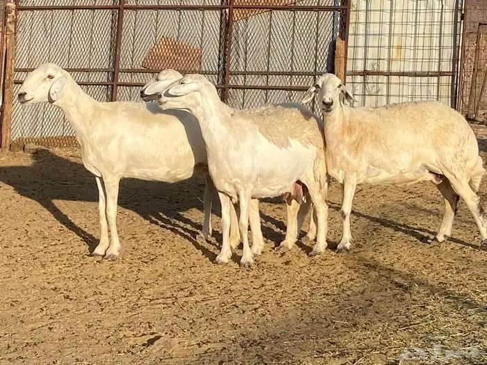 ضان حريات 24