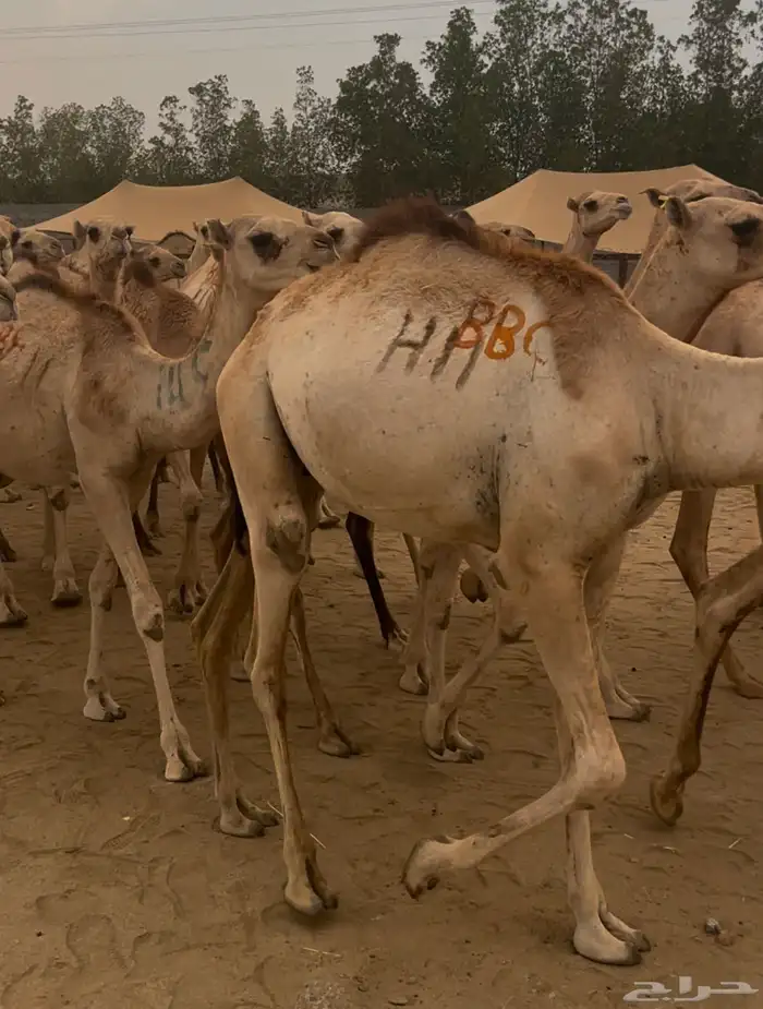 قعدان مستورده 2950 شامل التوصيل 4