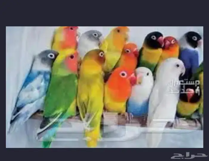اقبل تبني طير روز او طيور زينه 1