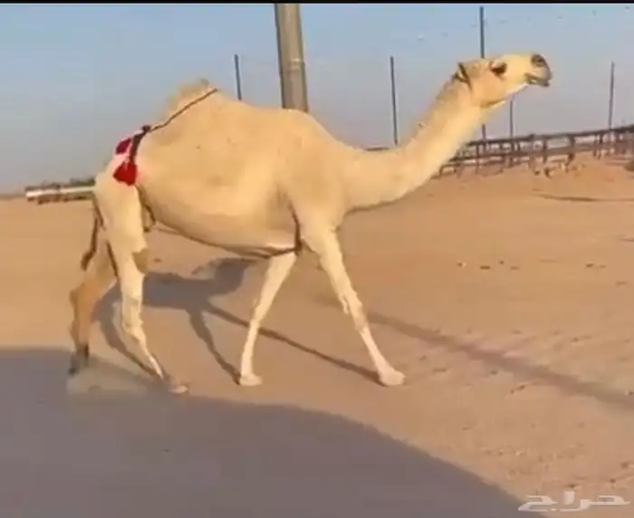 ابل منوت الي بيظرب 0