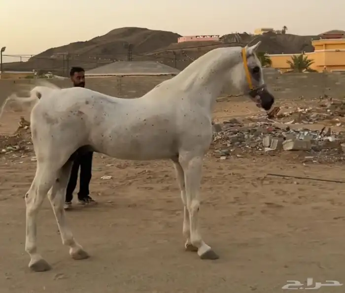 حصان واهو البيع شعبي 1