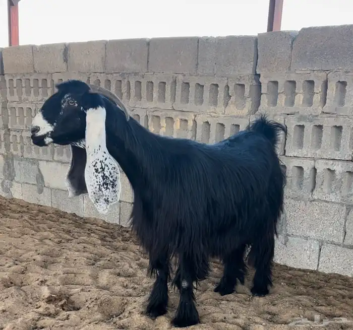 للبيع عنزين عوارض خصصم .. تم البيع 3