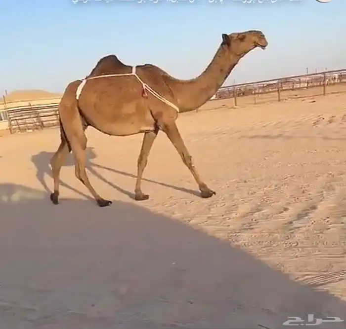 ابل منوت الي بيظرب 4