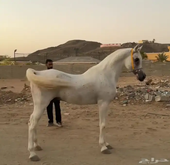 حصان واهو البيع شعبي 0