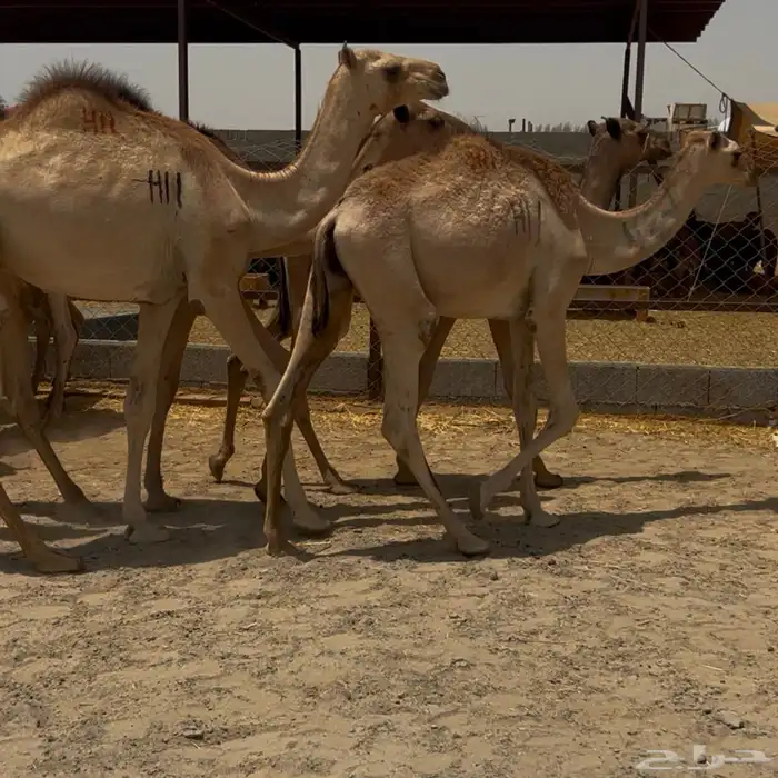 قعدان مستورده 2950 شامل التوصيل 3