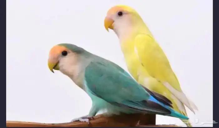 اقبل تبني طير روز او طيور زينه 0