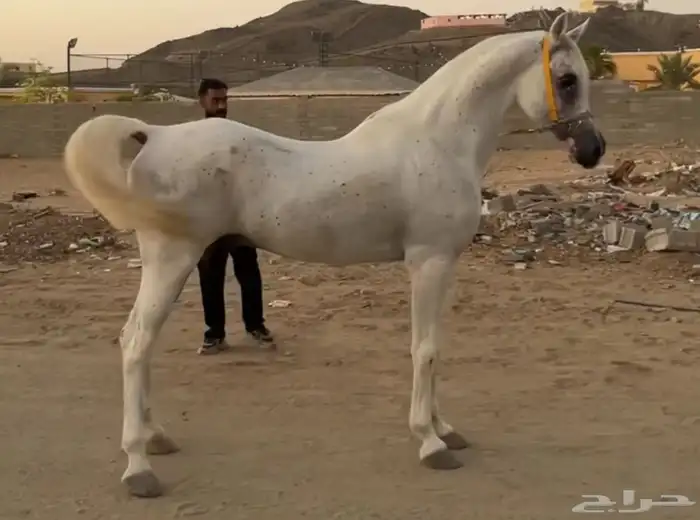 حصان واهو البيع شعبي 2