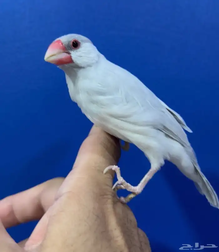 جاوا سيلفر تربيه 0