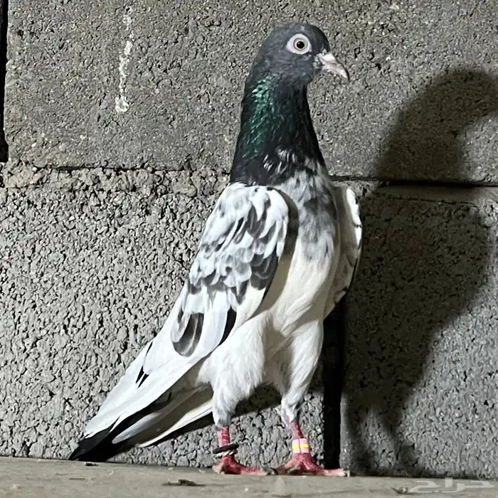 حمام باكستاني تم البيع 2