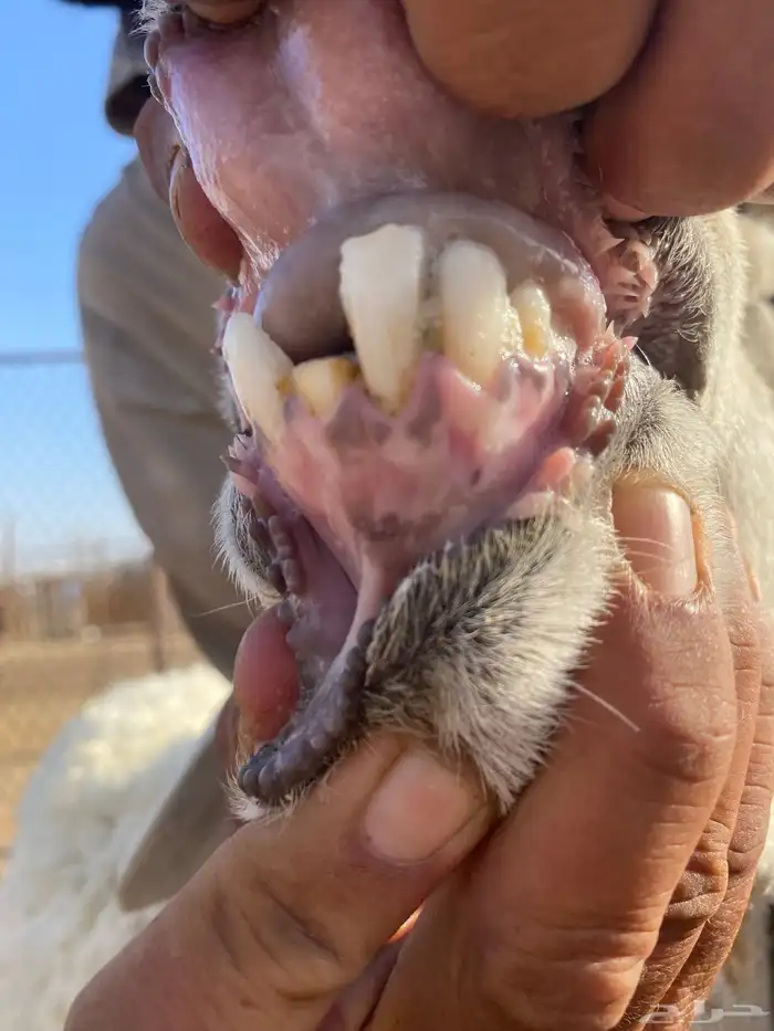 نعجة حبصية جرم والد(تم البيع) 10