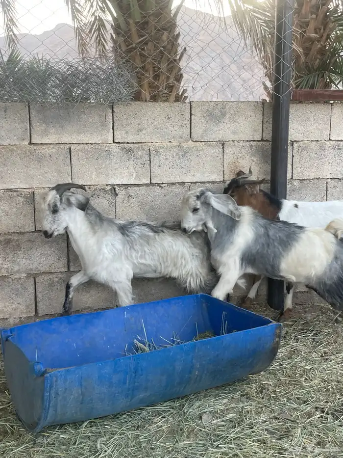 تيوس كفوو فل الفل مرعها زين ونظيفه 2