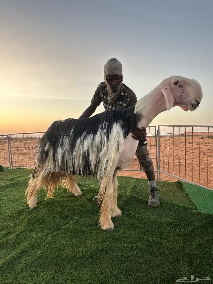 فحل نجدي 0