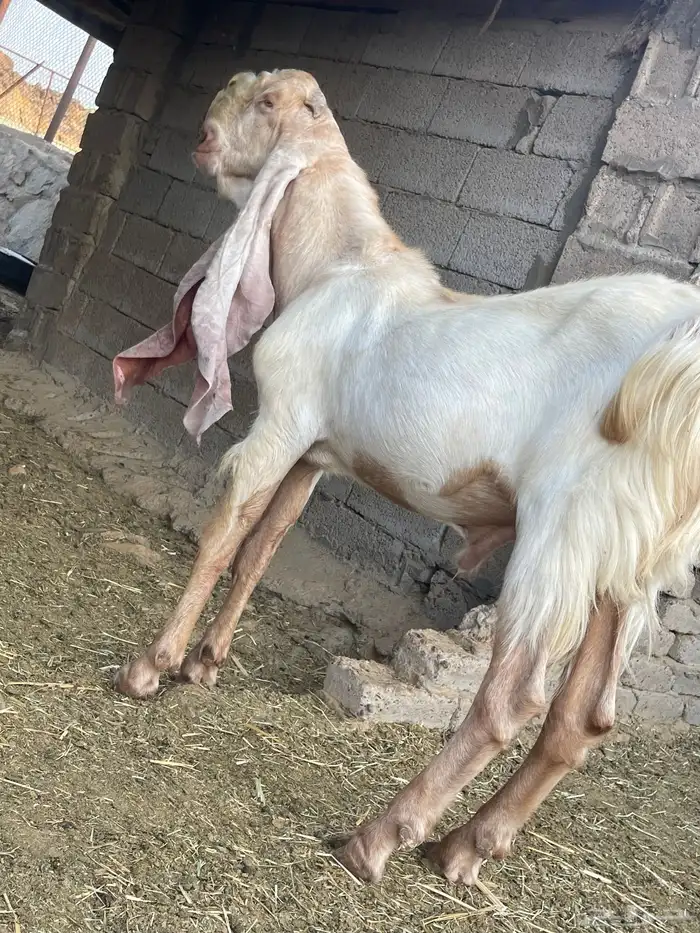 مشروع فحل تيس هولندي 5