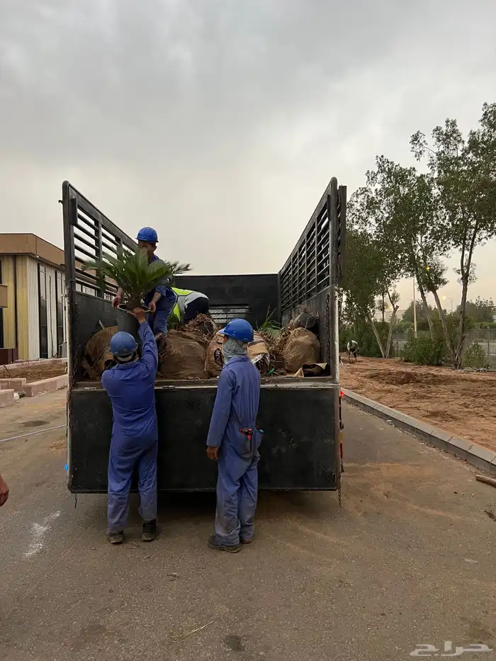 نجيله عشب طبيعي و زراعة وحدائق 26