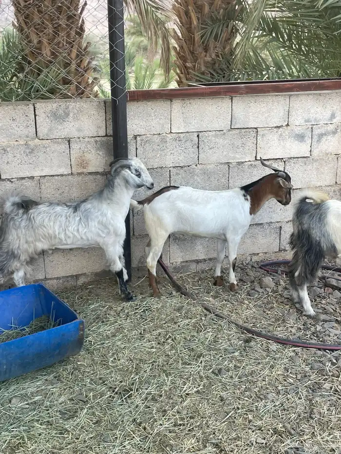تيوس كفوو فل الفل مرعها زين ونظيفه 4