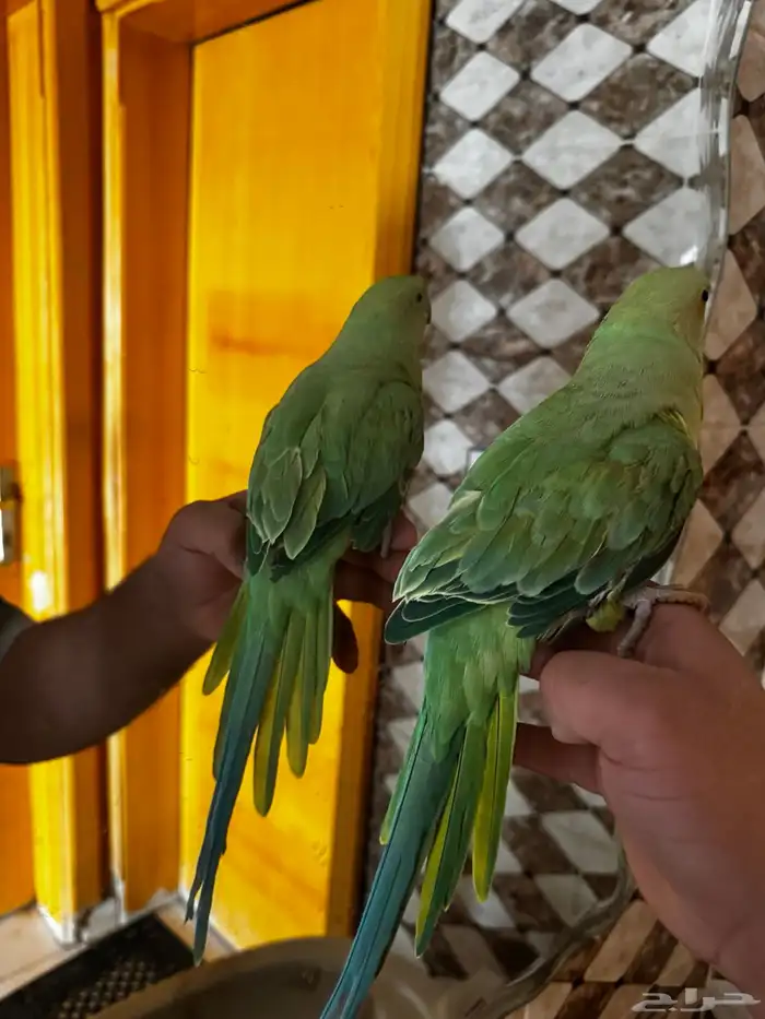 ببغاء دره اليف 0