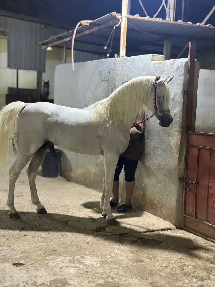 مربط نور الفهد ( ايواء غرف خيل - تدريب - بيع - شراء ) 5
