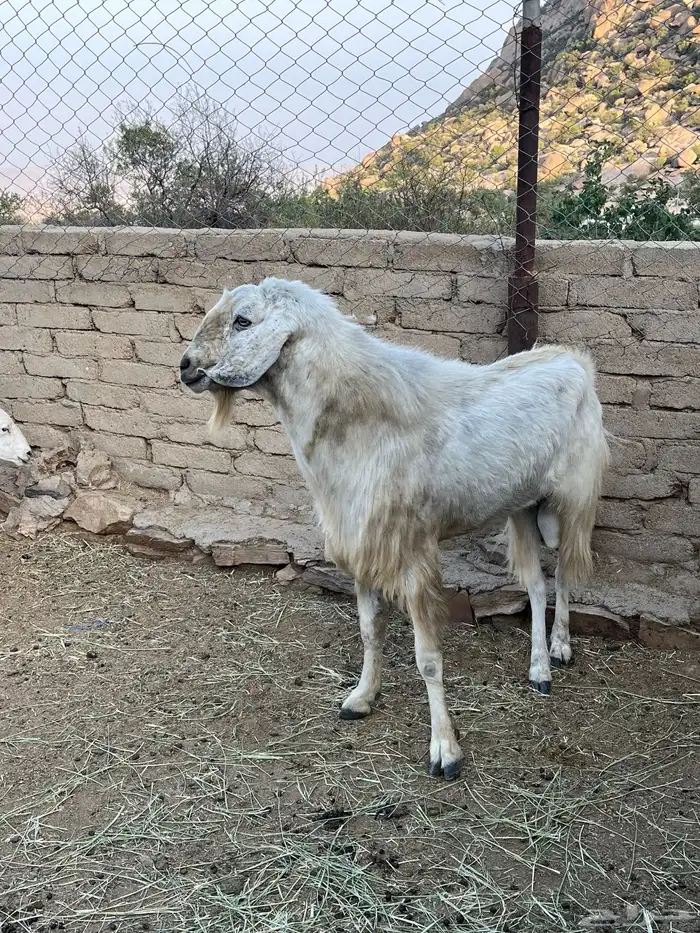 تيس فحل 2