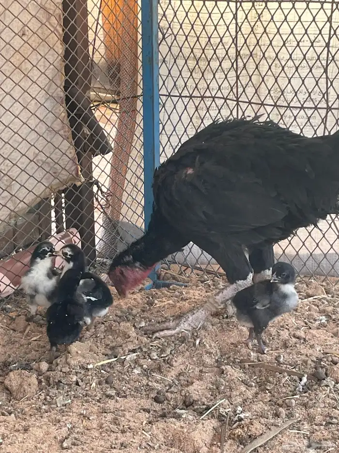 دجاج باكستاني لامع 1