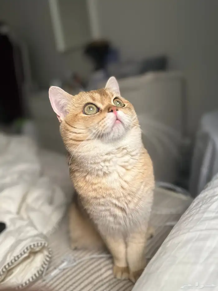 سكوتش ستريت للتزاوج 0