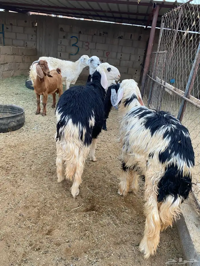 تيوس وخرفان للبيع 3