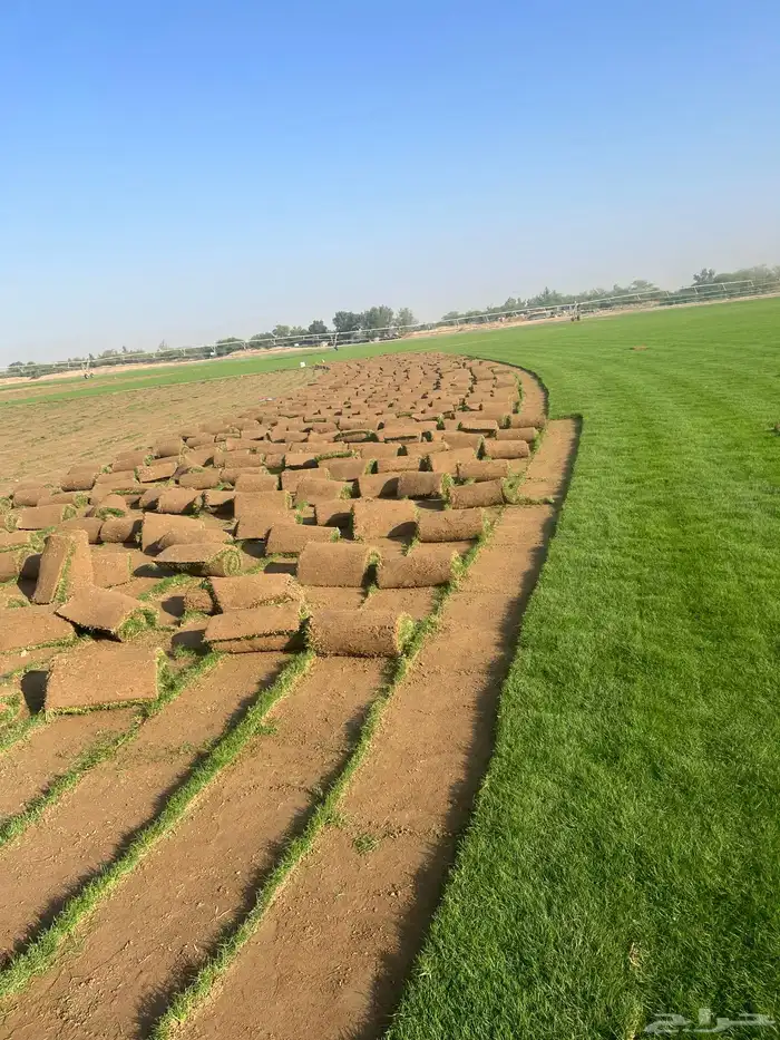 نجيله عشب طبيعي و زراعة وحدائق 0