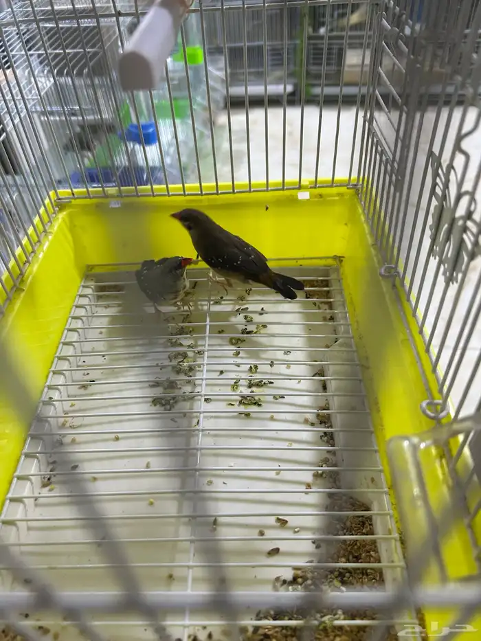 زيبرا فراوله 2