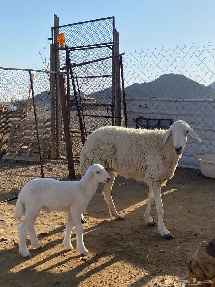 نعجة حبصية جرم والد(تم البيع) 0